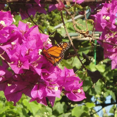 Magro's House 아파트 *